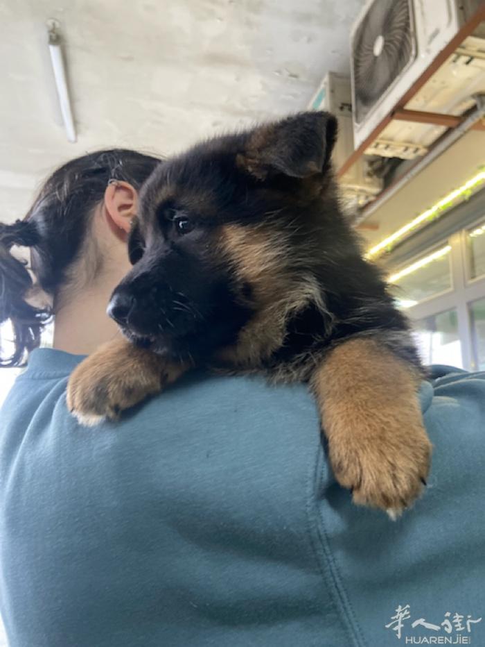 prato现货德国牧羊犬 公 芯片疫苗齐全 外地可派送 健康保障店面在prato