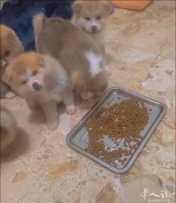 🔆忠犬小八  剩公宝宝  ！！降价 ！！！  微信：QJE9821  城市re