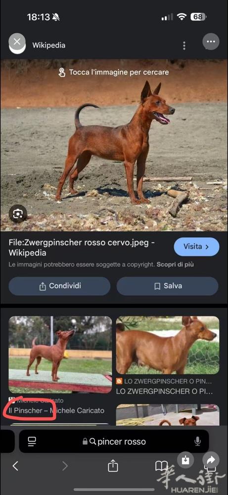 Prato 送6岁迷你杜宾犬  主人因回国发展无法带回国  非常聪明好带 不乱叫