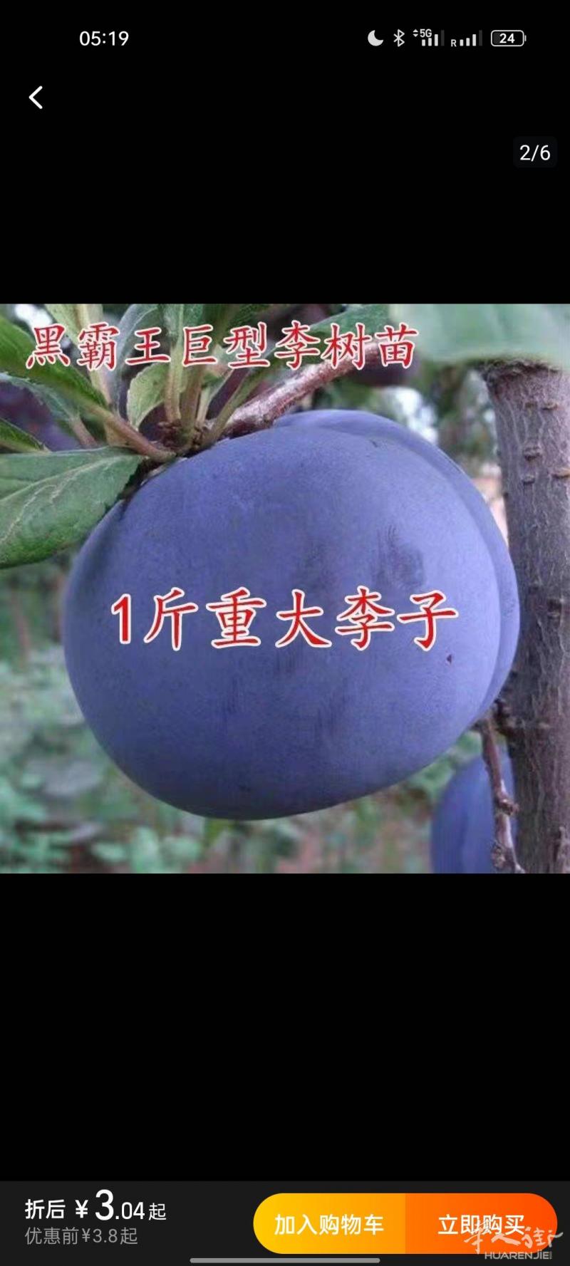各类果苗东魁杨梅苗、李子、翡翠梨子、豆腐柴、清风丝