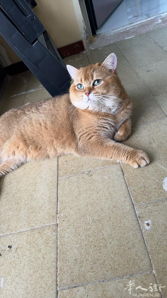 本人不养猫了 出金渐层公猫 送自动猫砂盆 宠物烘干机 猫架子 宠物用品 猫粮一打