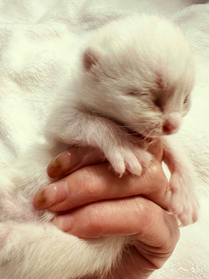 刚出生不久的英短小猫咪  低价出。欢迎预定。 威尼斯 mestre marghe