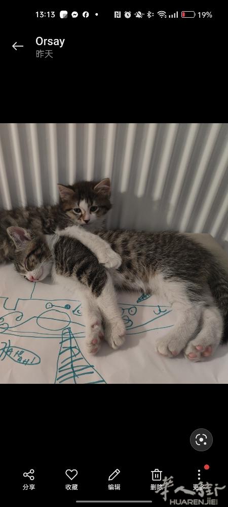 需要寄养猫猫，狗狗的同学， 都可以联系我，有大院子，交通方便。 狗狗体型有限制