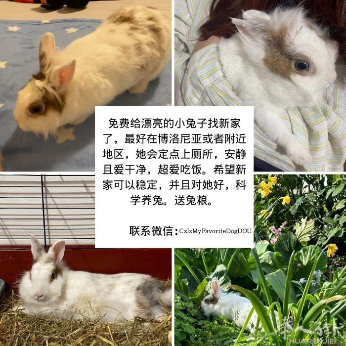 免费给漂亮的小兔子找新家了，最好在博洛尼亚或者附近地区，她会定点上厕所，安静且爱