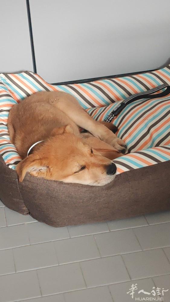 转让小狗两月大第一针疫苗已打还没注册身份捷克狼犬