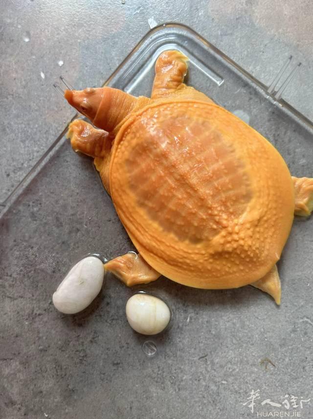 黄金甲，要的联系，