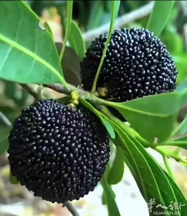 杨梅苗，要的联系