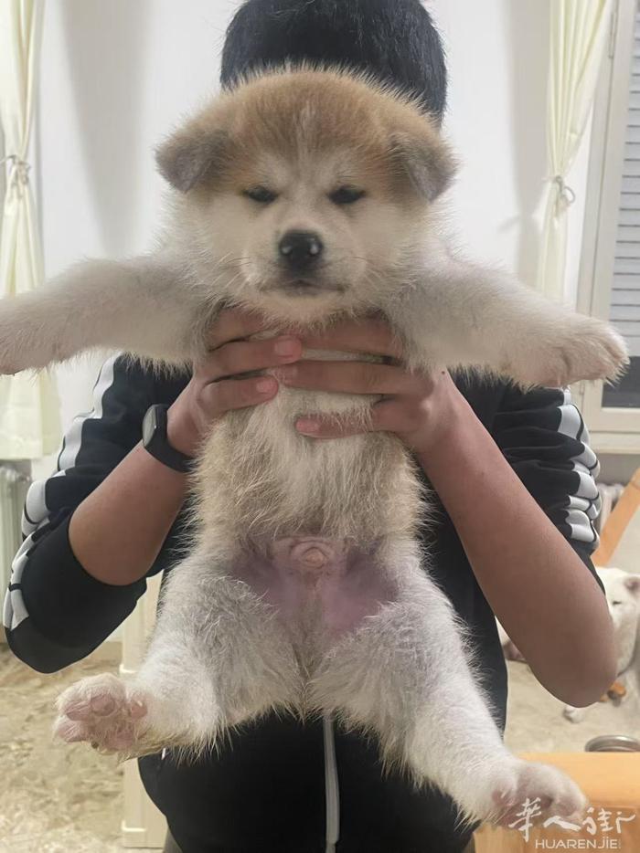 🔆 秋田犬 公宝宝 找新家🏠 微信 QJE9821  血统证 驱虫 疫苗 芯