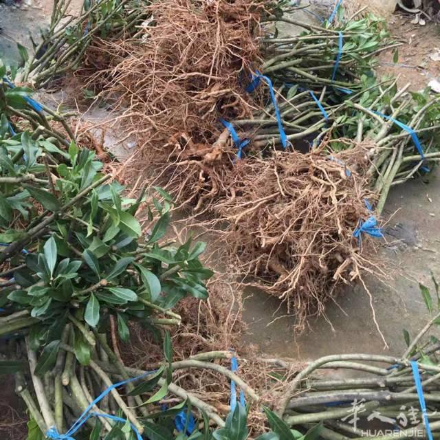 可预订大批3-5年裸根东魁杨梅苗批量种植杨梅苗的联