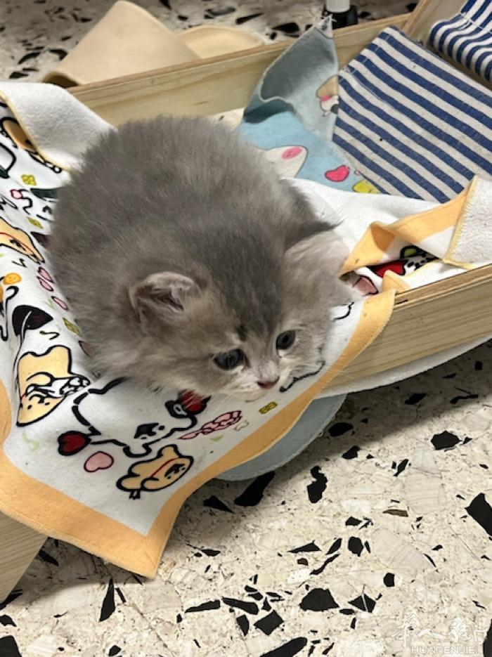 罗马自养猫400 一只