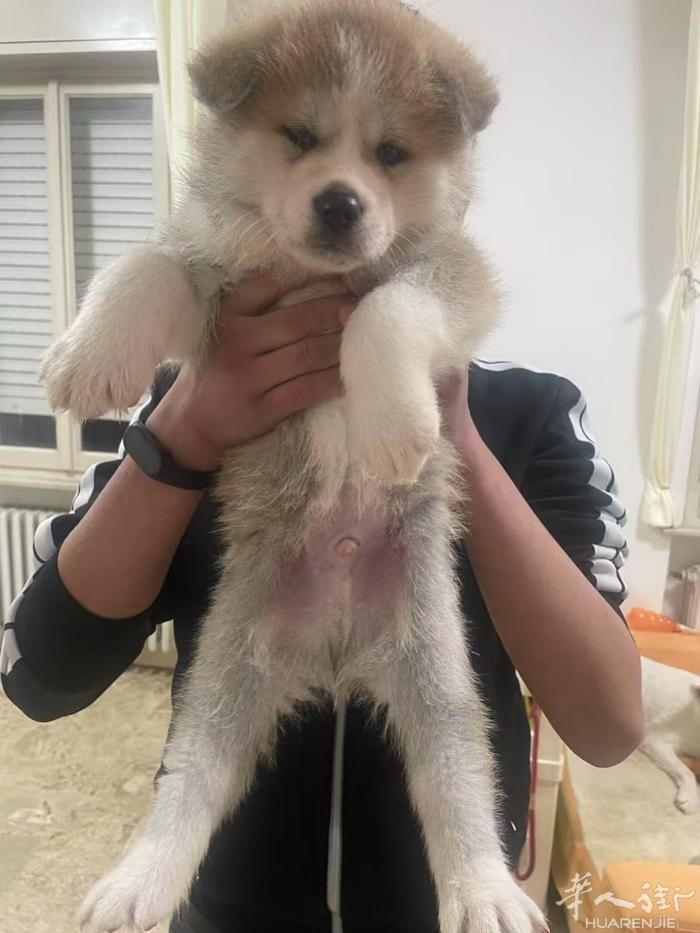 🔆秋田犬宝宝 最后2只 公 微信 QJE9821  包血统证 驱虫 一针疫苗