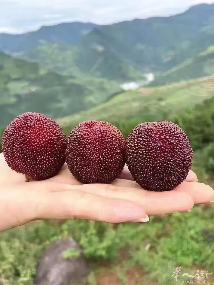 正宗浙江黑东魁杨梅苗，五年壮苗，今天在米兰要的联系