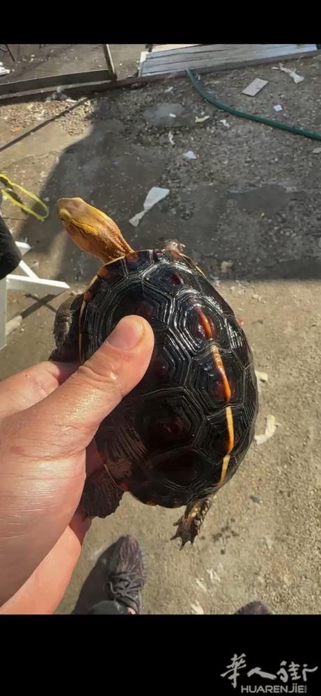 出售两只黄缘  微信191101487