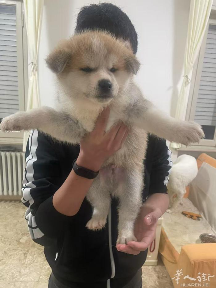 🔆秋田犬宝宝 公  微信 QJE9821  包驱虫 一针疫苗 芯片 和血统证