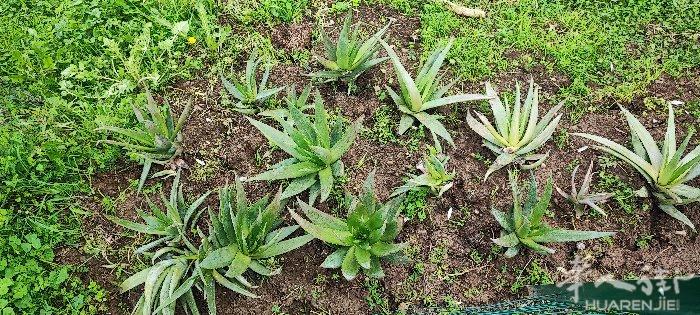 5/6年的芦荟