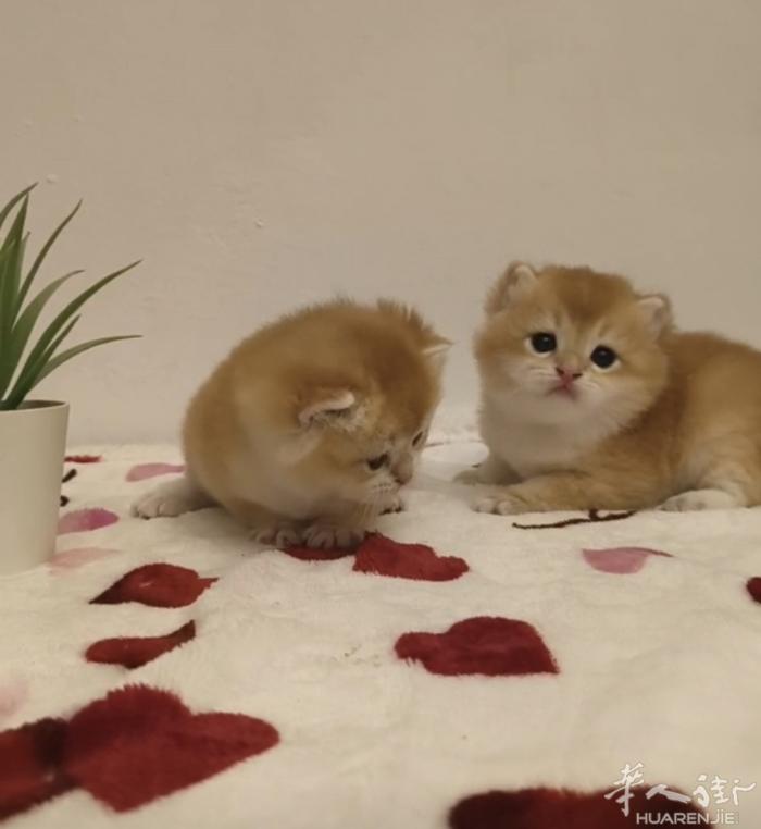 英短乐园最近会有几窝猫咪出生，喜欢猫咪的可以加微信，微信号a1339389977