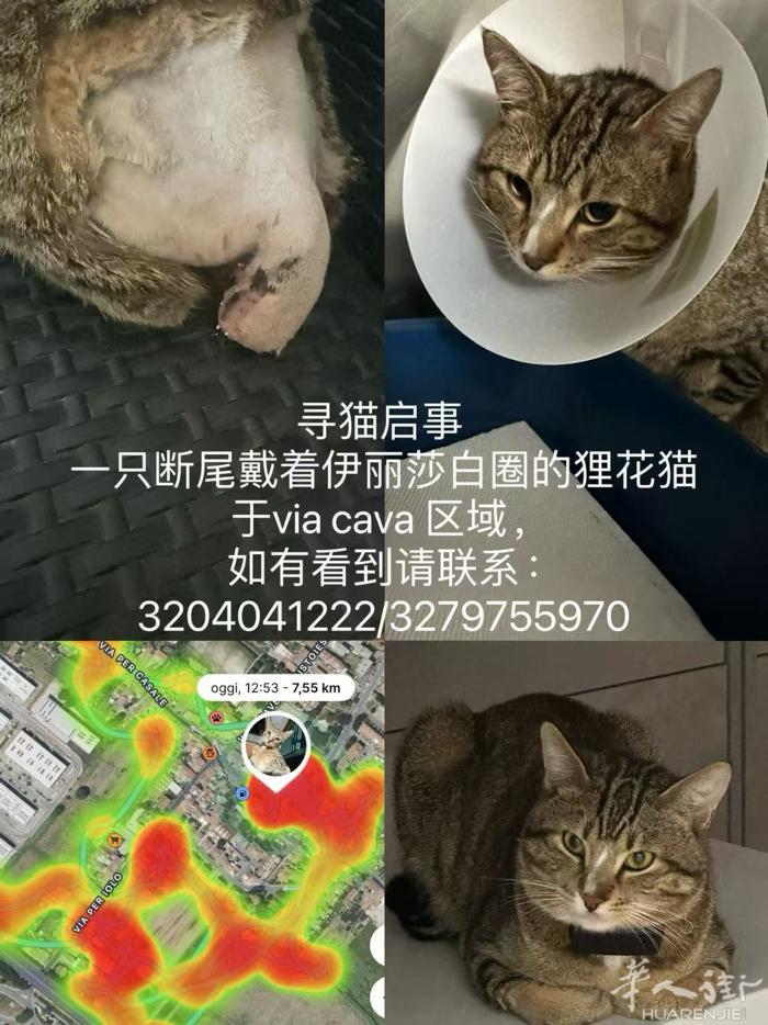 寻猫启事  一只断尾戴着伊丽莎白圈的狸花猫 于via cava 区域， 如有看到