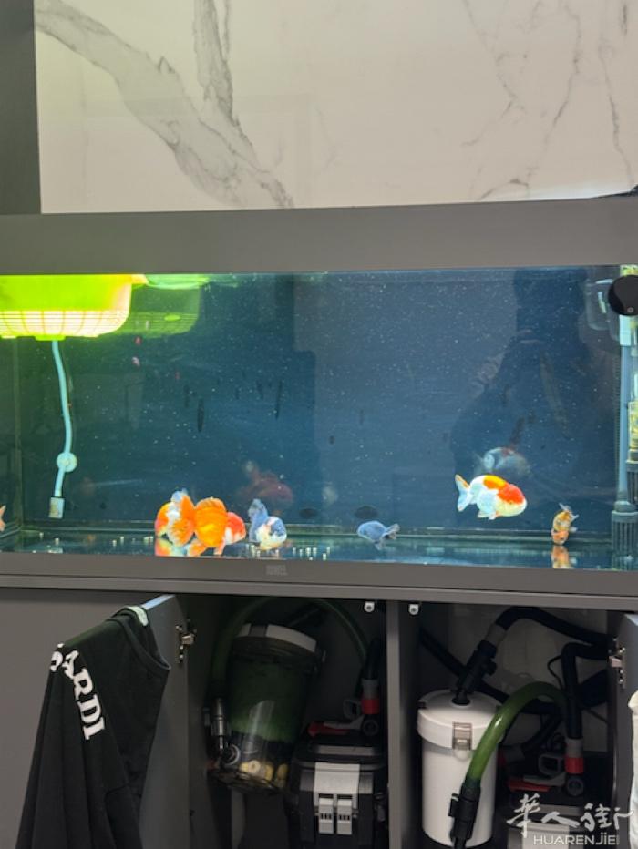 出一台juwel 鱼缸配2台fluval过滤器307和407 还有两个前置过滤价