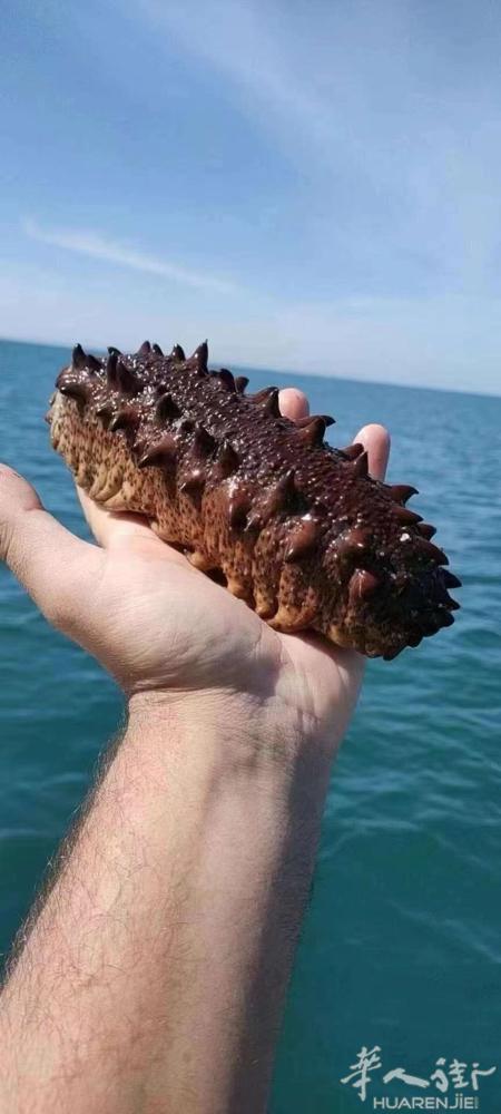 海参  微信：634685376  大西洋海参😍😍   老外捕捞野生大西洋海