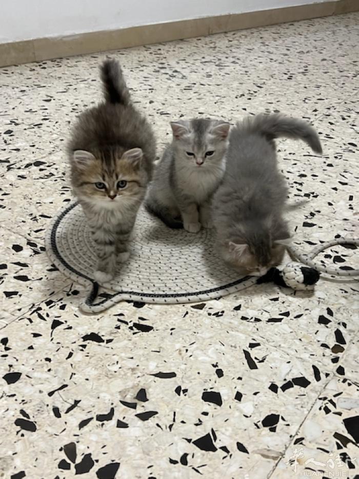 出售小猫咪 350一只 包一针疫苗