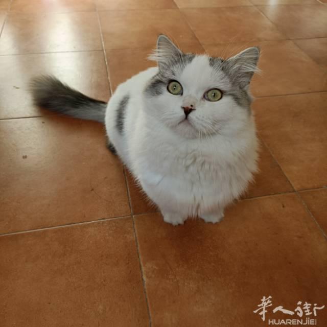 出一只矮脚猫、证件齐全有喜欢请联系37788376