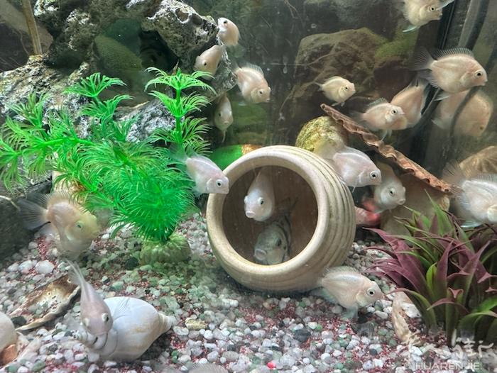 米兰出售自家🏡繁殖的迷你鹦鹉鱼🐟好养好繁殖。有喜欢要的米兰自取。加微信详聊
