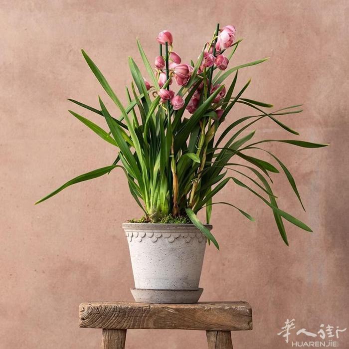 蕙兰‘火烈鸟粉’ “火烈鸟粉”是一种非常紧凑的船兰，花朵呈淡粉色，紧密缠绕，叶子