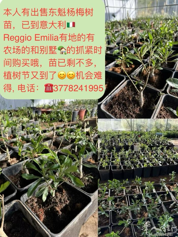现货有出售东魁杨梅树苗，已到意大利🇮🇹Reggio Emilia有地的有农场
