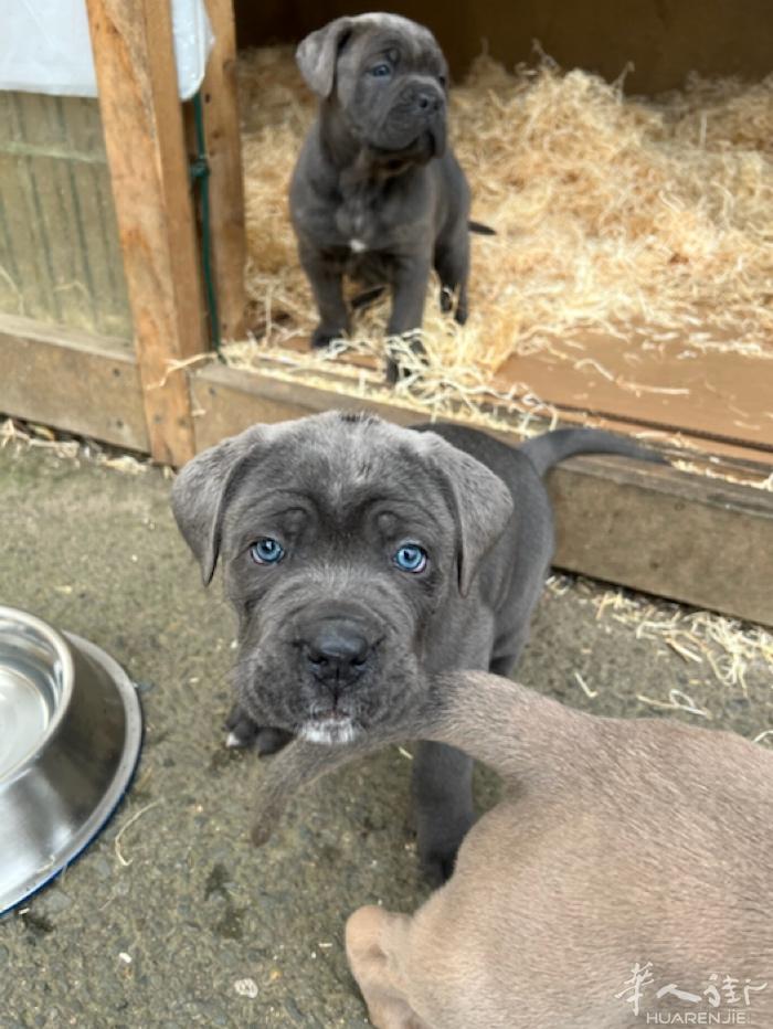 纯种卡斯罗幼犬1个多月，800€
