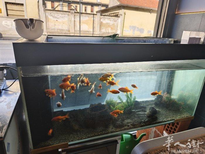 鱼缸不好打理卫生 200买的鱼缸  80出 里面有二十来条小鱼 如果想要可以一起
