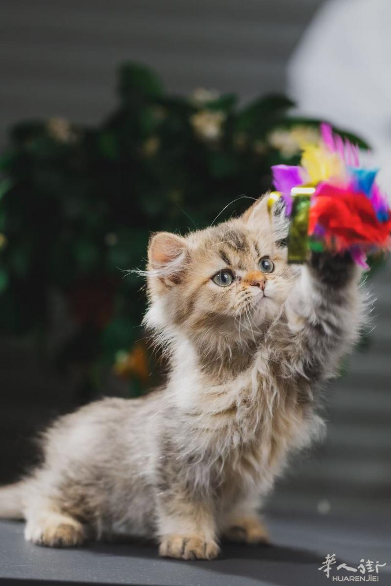 出售英国长毛猫