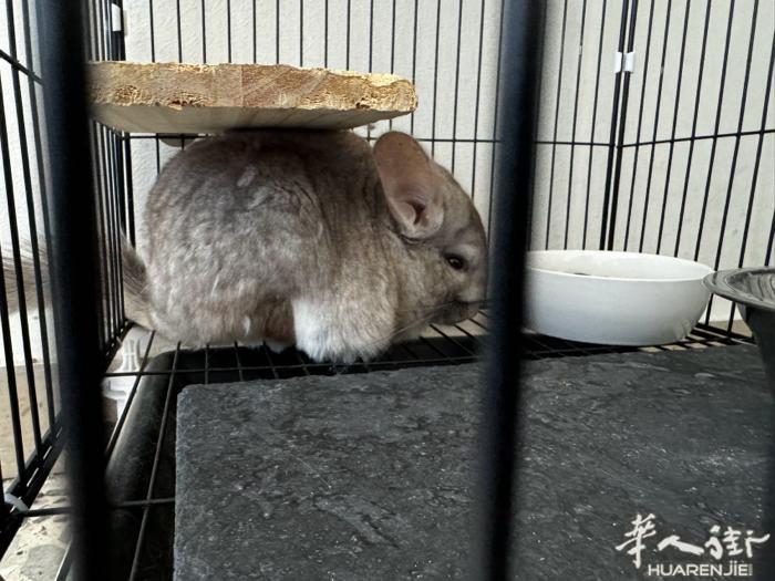 出三只龙猫，连笼子浴沙一起打包150欧