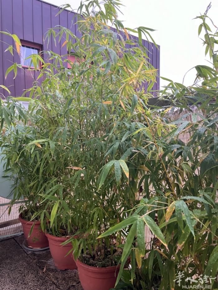 竹子1棵25 €葡萄1棵60 €有2米高已经结果可以吃地方有限阳台太太小了，有需