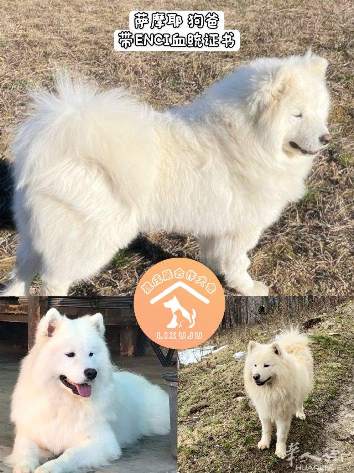 【萨摩耶】3母4公