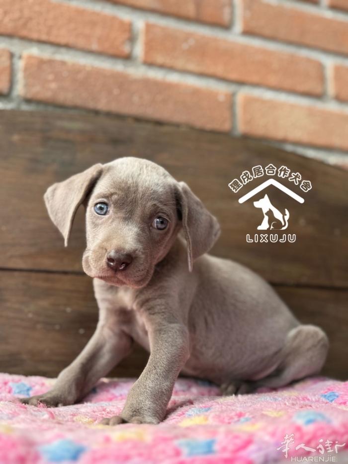 【威玛猎犬】带血统 1公1母