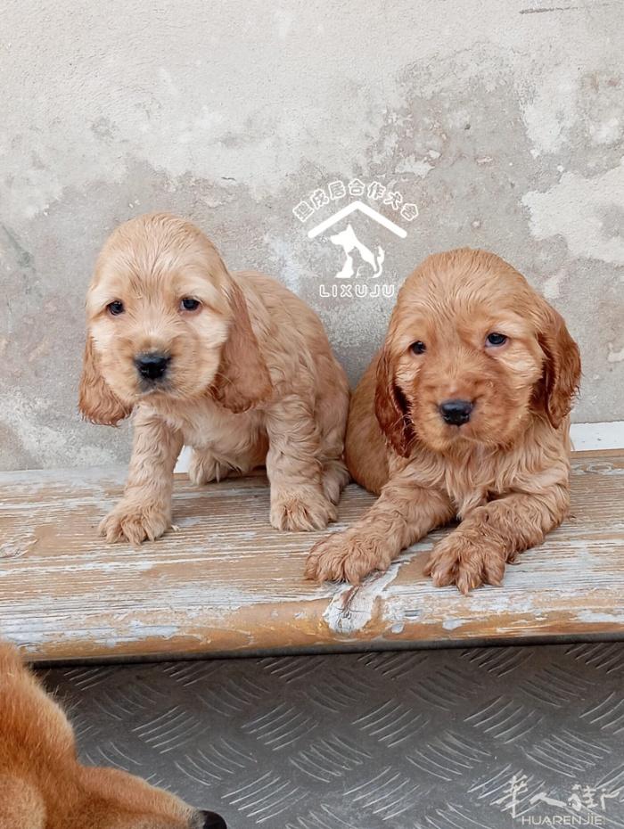 【可卡犬】奶油色弟弟妹妹都有