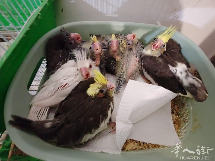手养玄凤鹦鹉幼鸟