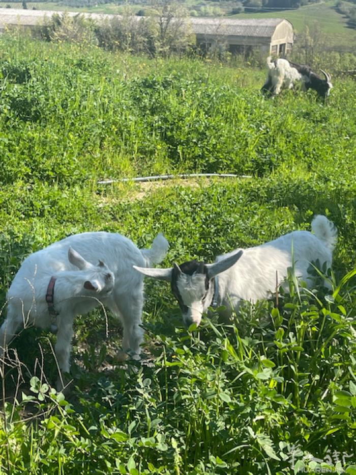 小山羊出售