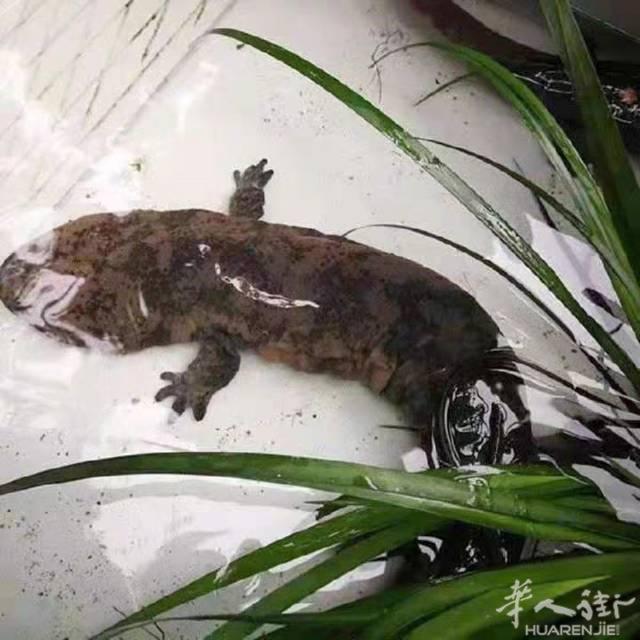 娃娃鱼、甲鱼、鳄鱼掌、中国螺蛳，要的联系：微信35