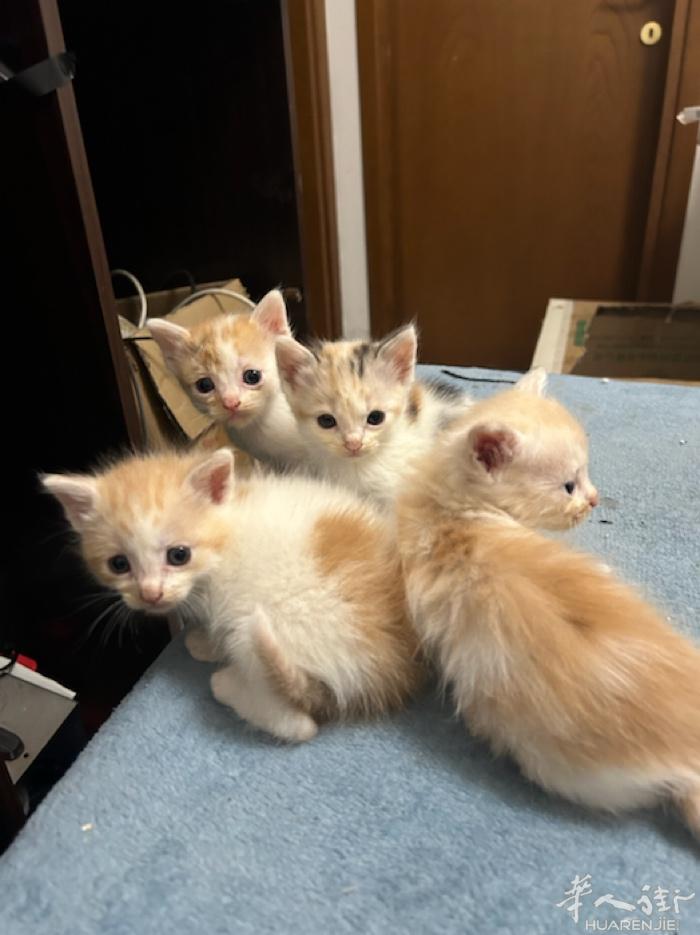 小猫出售 刚出生认主人的 需要的快点联系 电话3271888888
