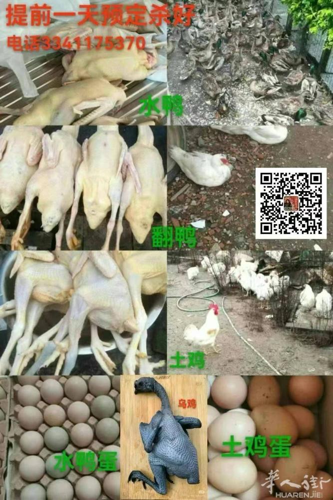 ✅可以提前一天预定：自家农场养杀好👉新鲜🦆，土鸡🐔，乌鸡🐔，翻鸭🪿，鸽