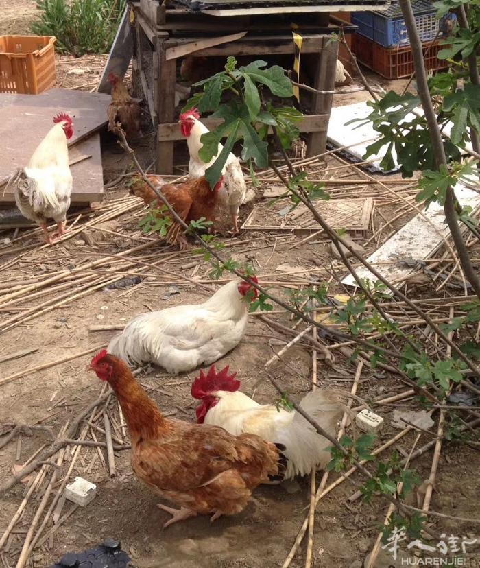 农家土鸡蛋15欧30个🐔鸭蛋18欧30个🦆鹅蛋3🦢翻鸭蛋🥚鸽子蛋🐦蛋蛋