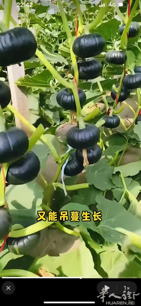 出售南瓜苗，1棵1.5欧，有需要的街友 请发信息 ：07 62 25 69 55