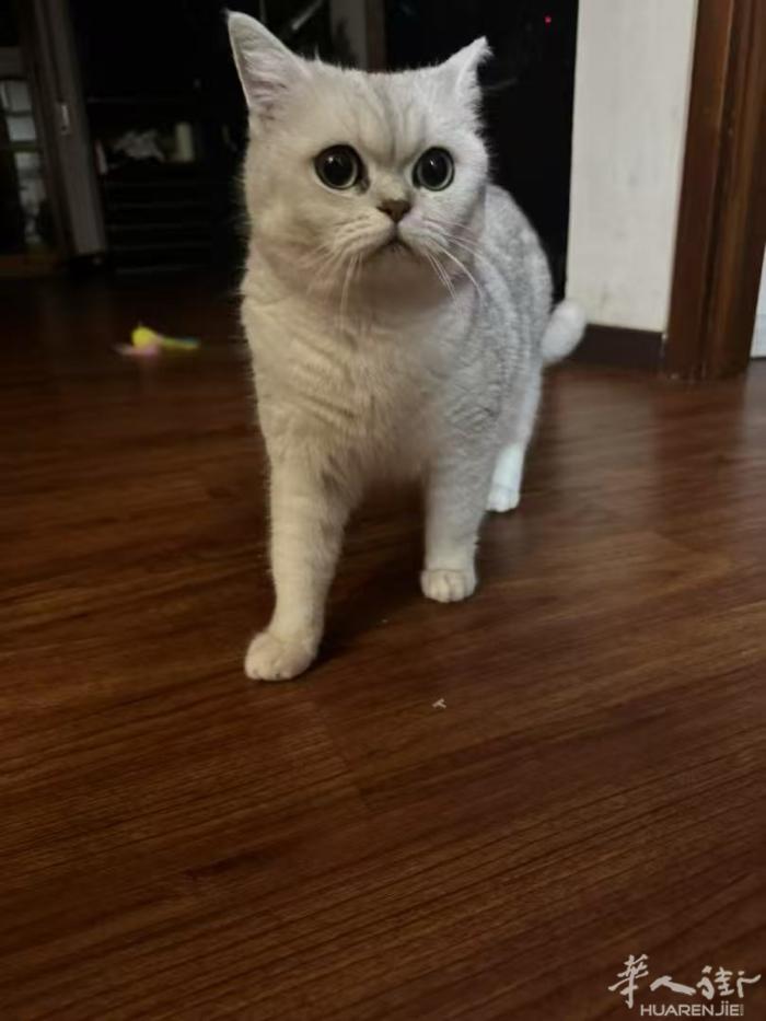 有没有爱猫人士愿意领养猫咪的，无偿赠送…需要自提 ～campi地区