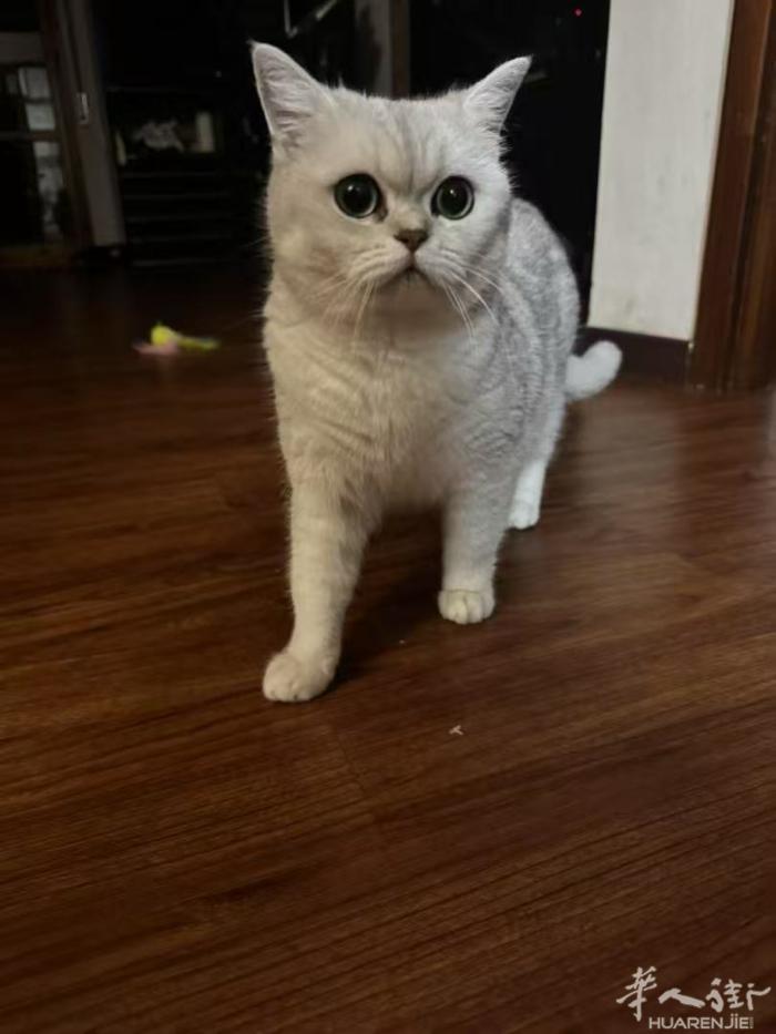 有没有爱猫咪的铲屎官愿意领养猫咪的，只要爱猫的人就行免费领取…