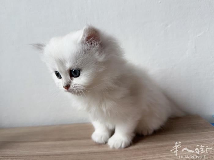 长毛银渐层妹妹找家长   12色银渐层宝宝找家长，猫猫健康活泼，性格温顺黏人，包