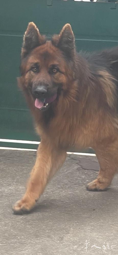 纯种德国牧羊犬种公对外配种，两岁聪明服从性良好，有良好的基因，证书齐全，其配偶出