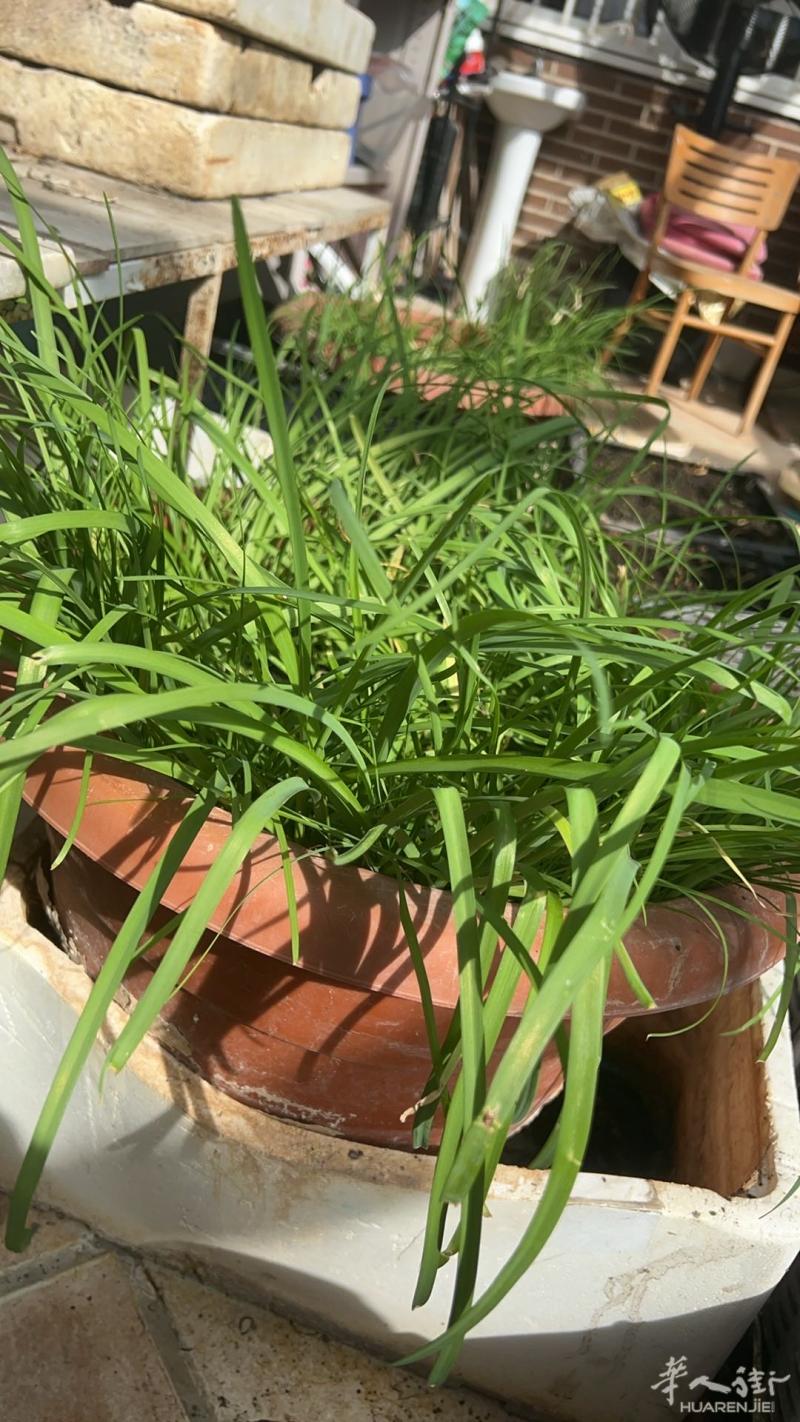 马德里parla
自己去年多育了一些韭菜苗，现在