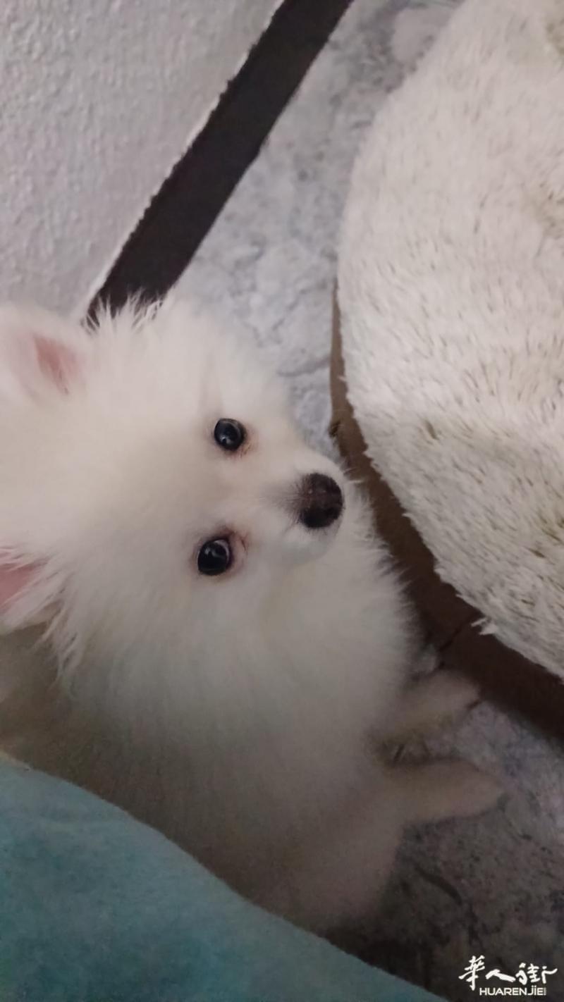 小博美犬寻找新的爱狗人士领养