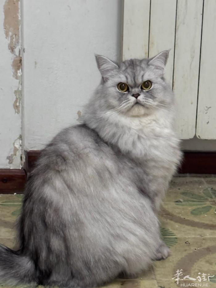 领养一只长毛银渐层公猫